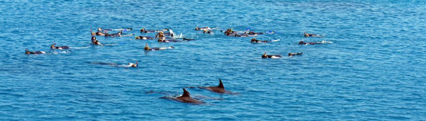 Shipping. Tourism. A Dolphins greater threat?