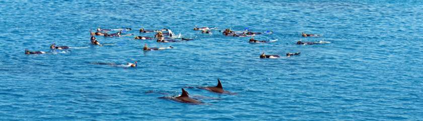 Shipping. Tourism. A Dolphins greater threat?